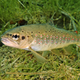 Image for article titled Climate Scientists Warn That Fish Will Be Under Even More Water By 2065
